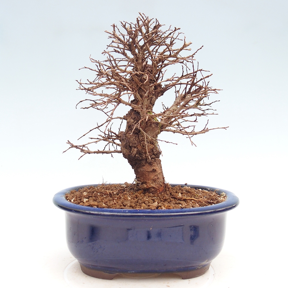 Venkovní bonsai - Zelkova - Zelkova NIRE