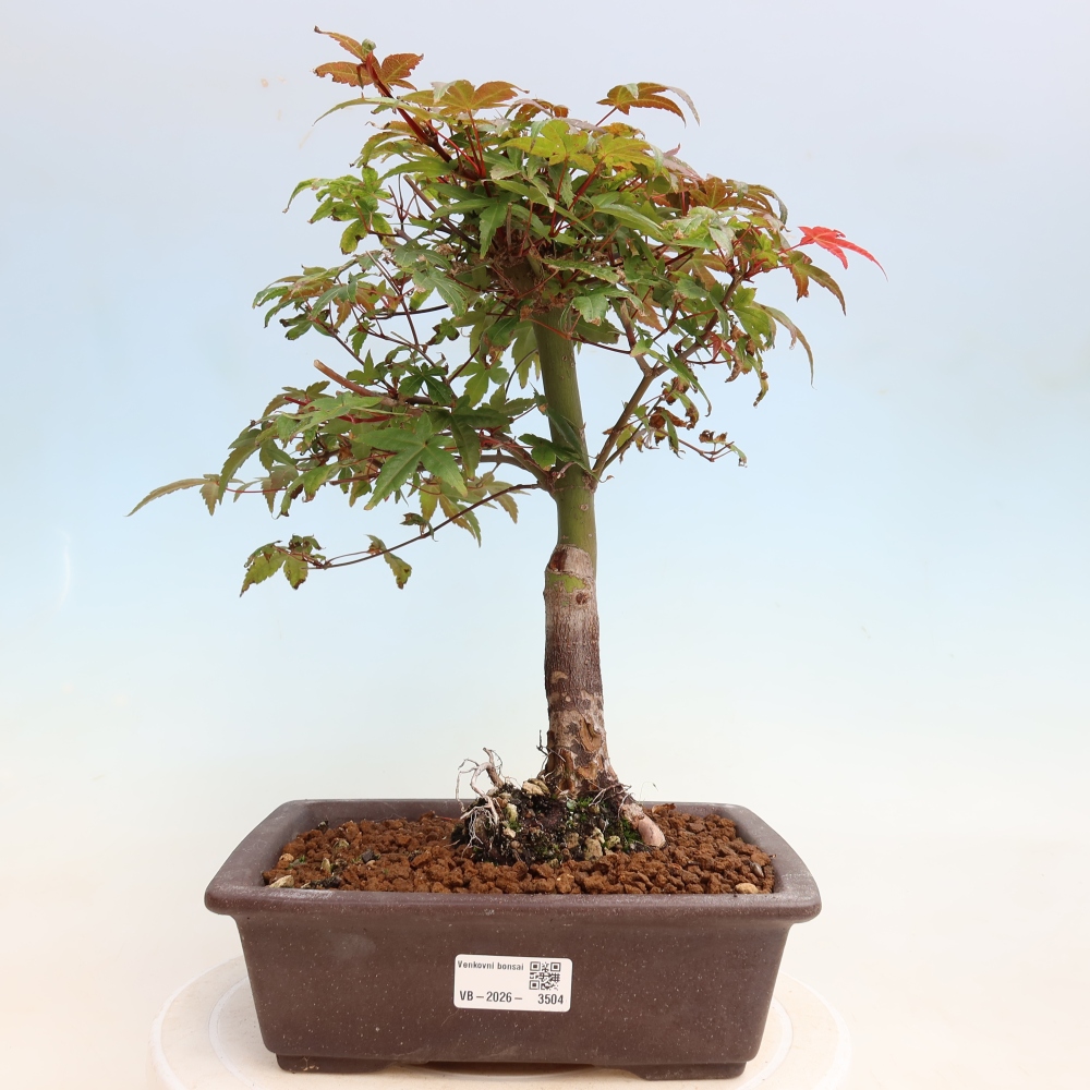 Venkovní bonsai - Javor dlanitolistý - Acer palmatum DESHOJO