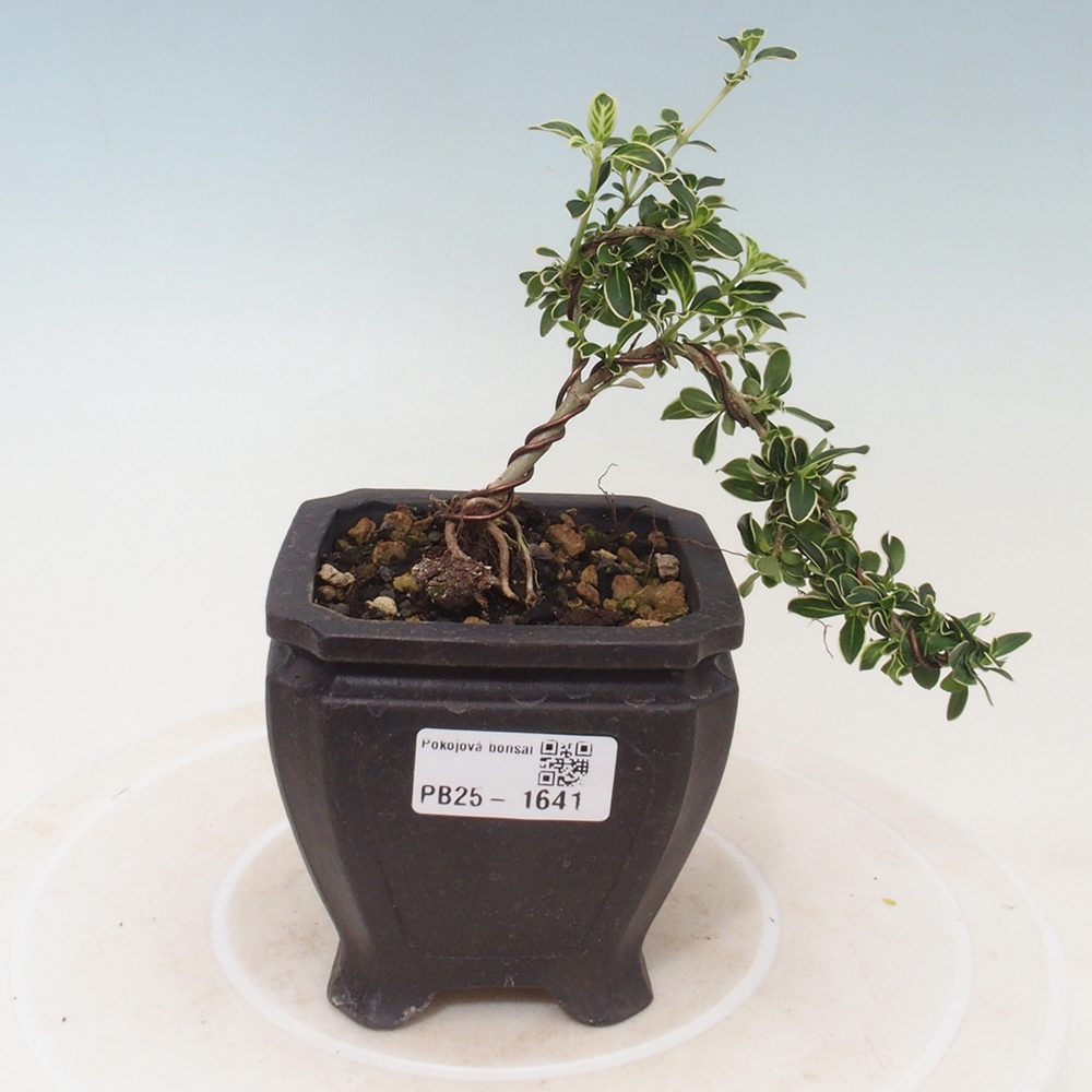 Pokojová bonsai - Serissa foetida Variegata - Strom tisíce hvězd