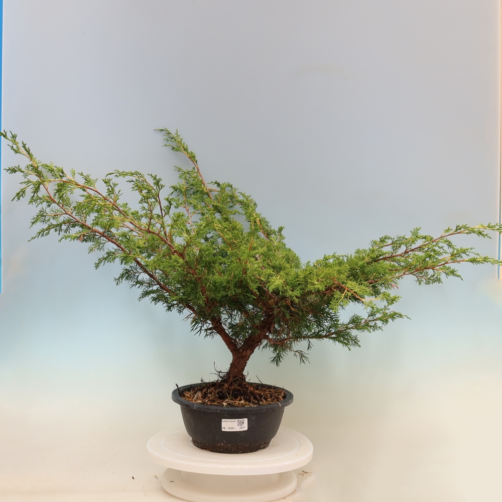 Venkovní bonsai - Juniperus chinensis Itoigawa -Jalovec čínský