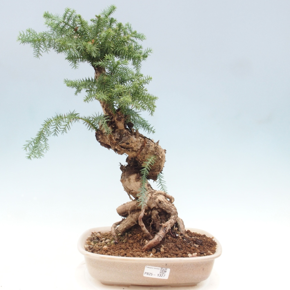 Pokojová bonsai - Araukarie - pokojový smrček