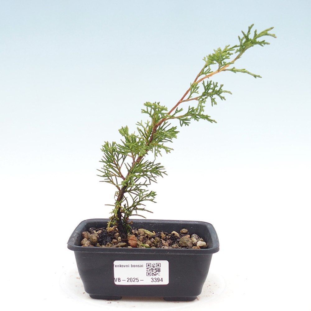 Venkovní bonsai - Juniperus chinensis Itoigawa -Jalovec čínský
