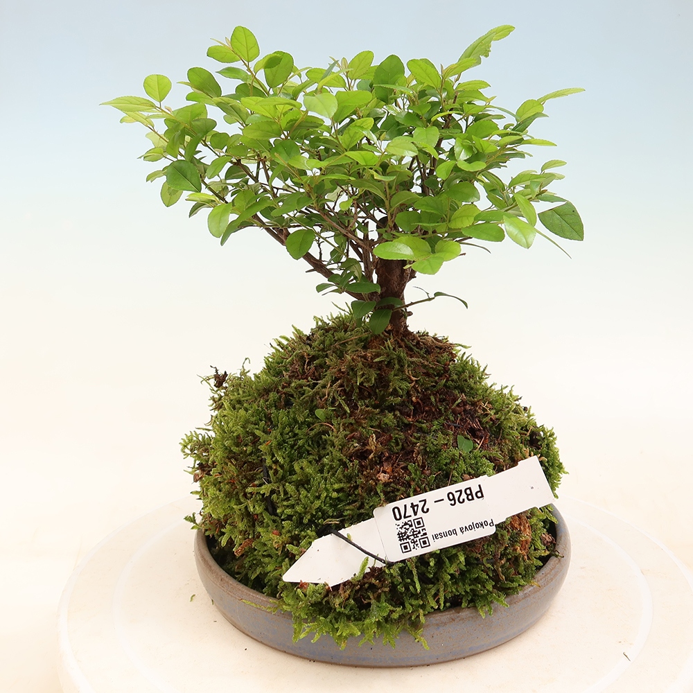 Kokedama s podmiskou - Sagerécie thea - Sagerécie thea