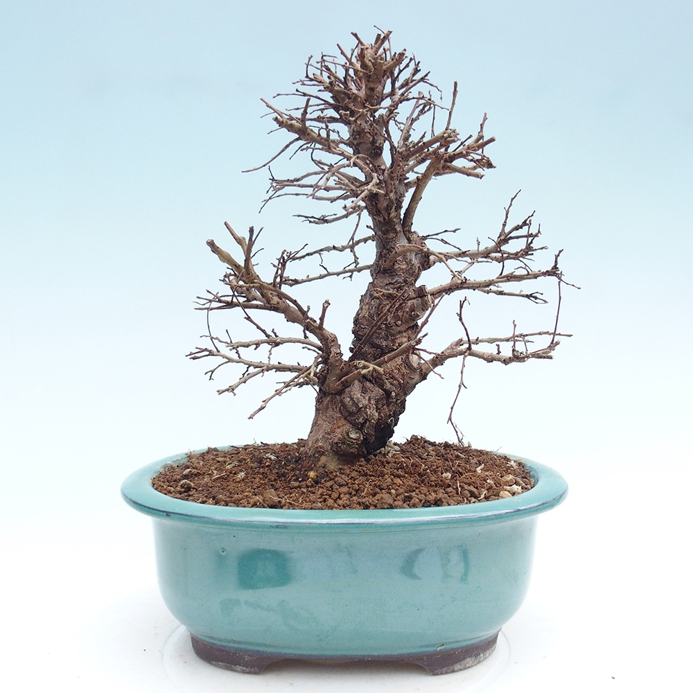 Venkovní bonsai - Zelkova - Zelkova NIRE