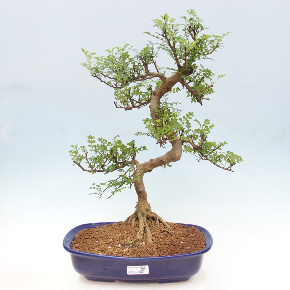 Pokojová bonsai - Zantoxylum piperitum - pepřovník