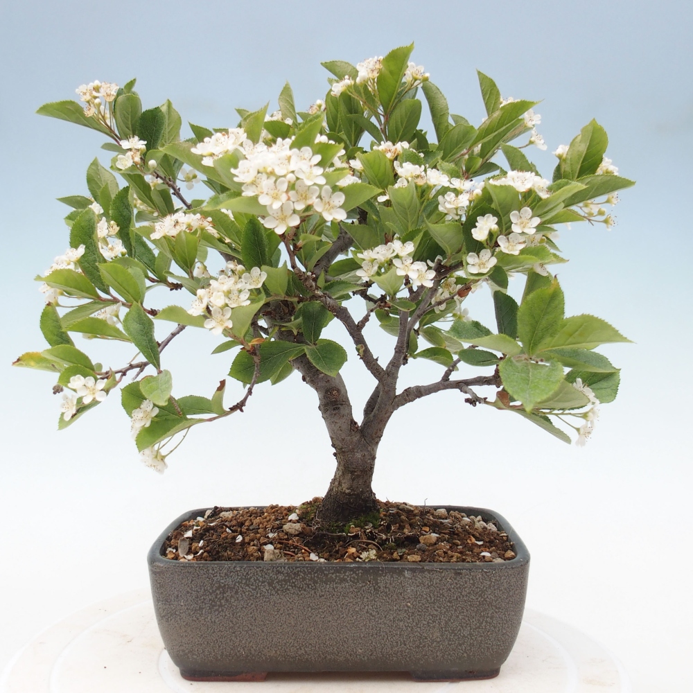 Venkovní bonsai - Blýskalka chlupatá - Photinia villosa