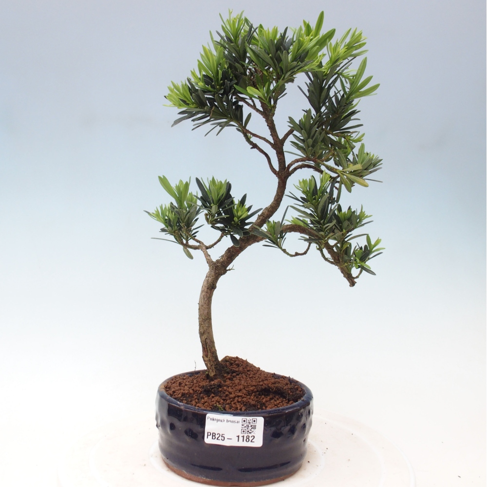 Pokojová bonsai - Podocarpus - Kamenný tis