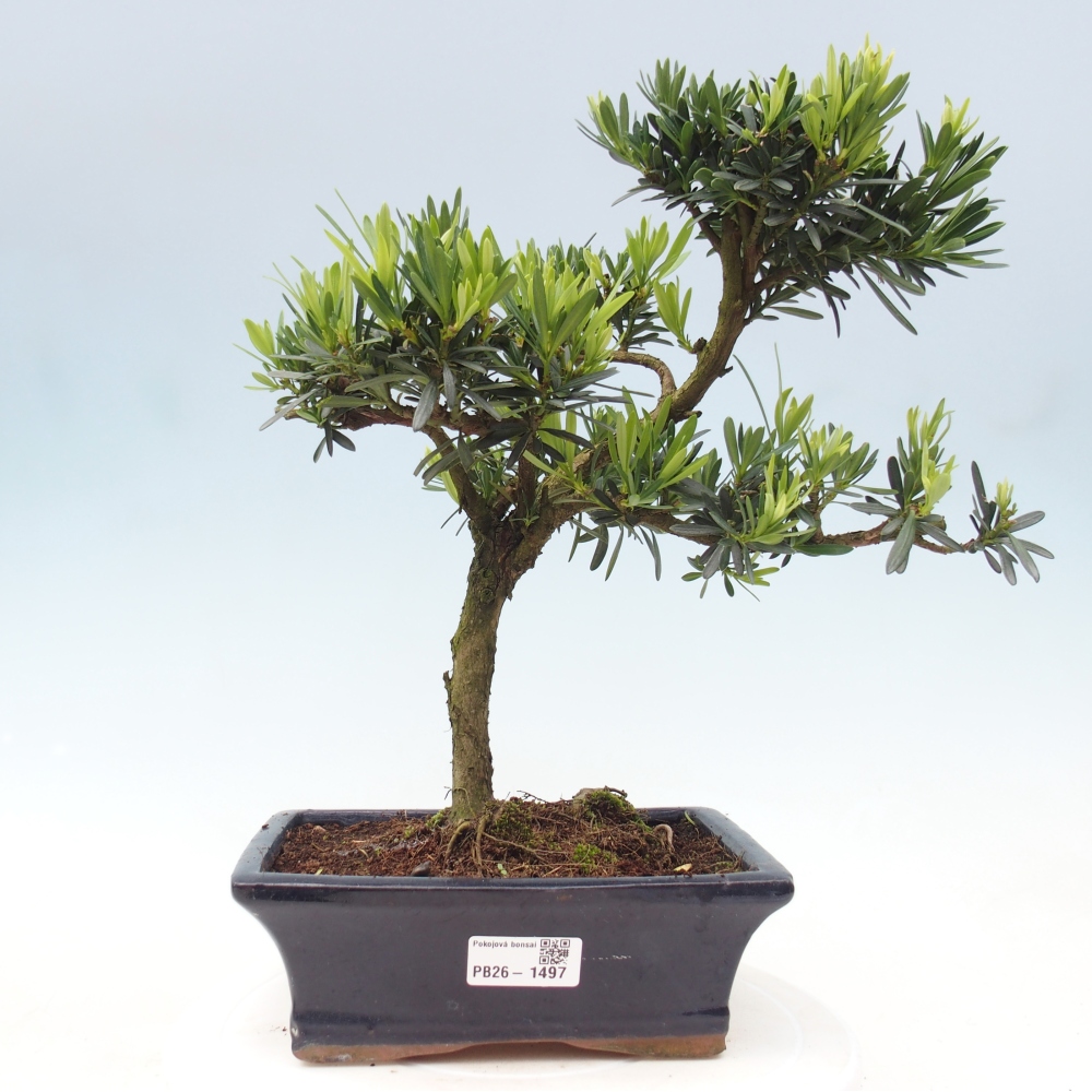 Pokojová bonsai - Podocarpus - Kamenný tis