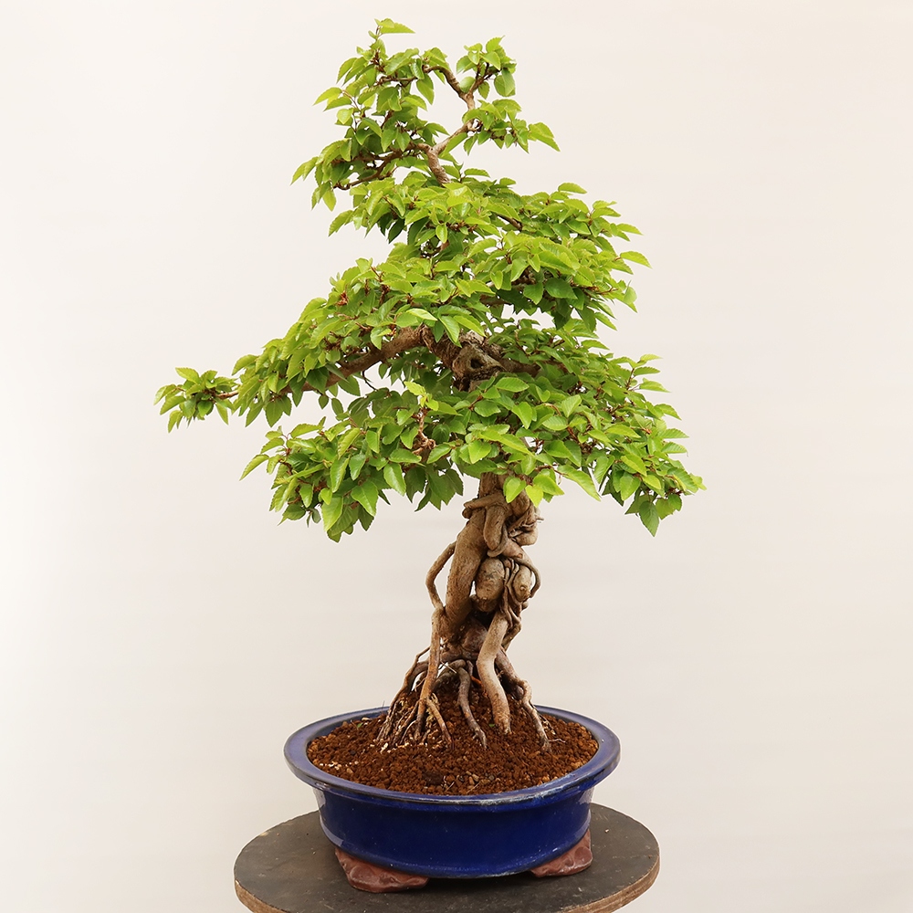 Venkovní bonsai -Carpinus Coreana - Habr korejský