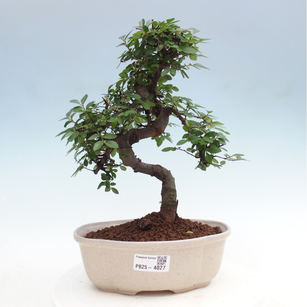 Pokojová bonsai - Ulmus parvifolia - Malolistý jilm