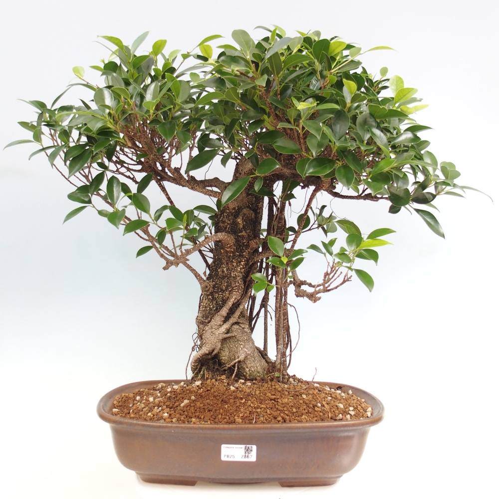 Pokojová bonsai - Ficus kimmen -  malolistý fíkus - POUZE OSOBNÍ ODBĚR nebo paletová přeprava