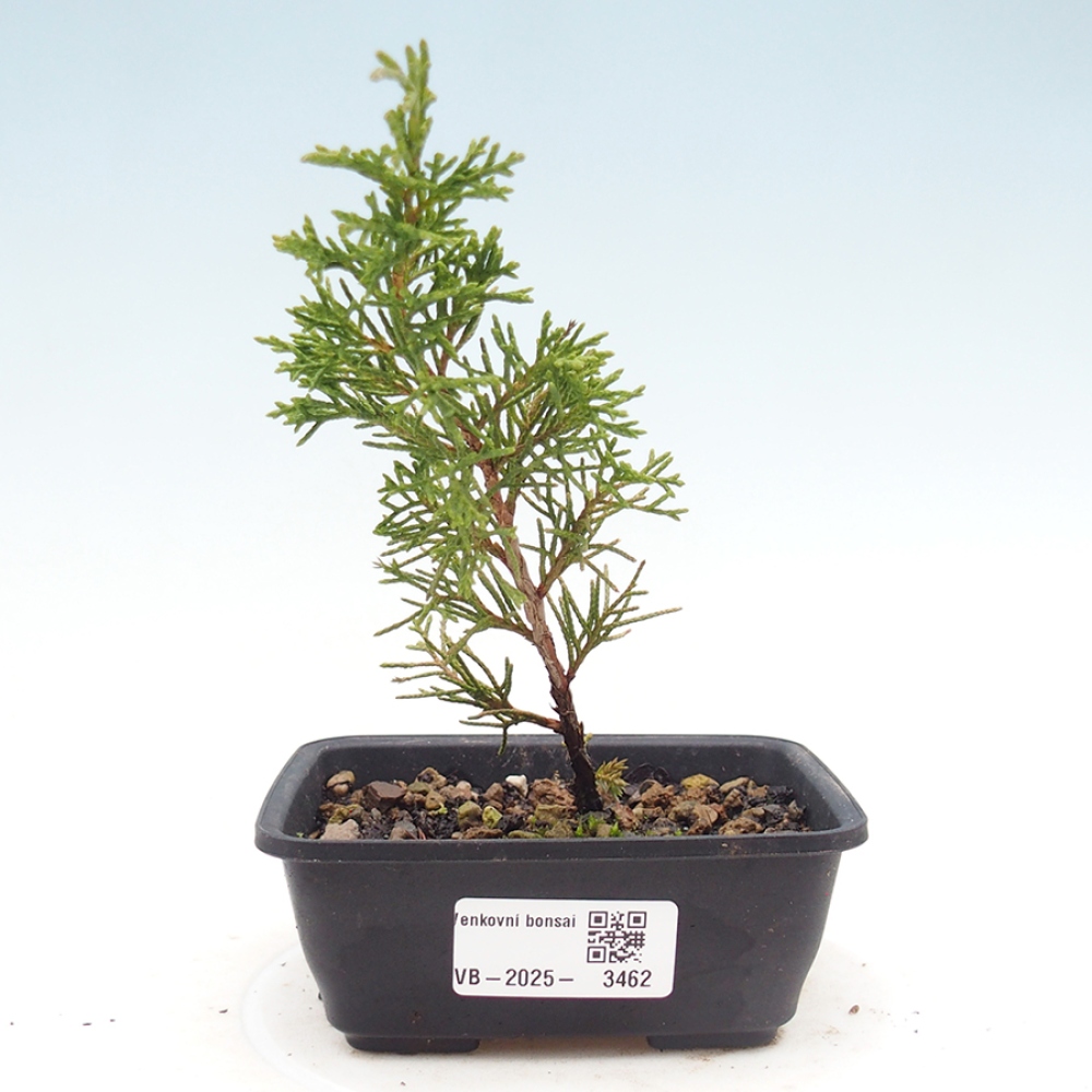 Venkovní bonsai - Juniperus chinensis Itoigawa -Jalovec čínský