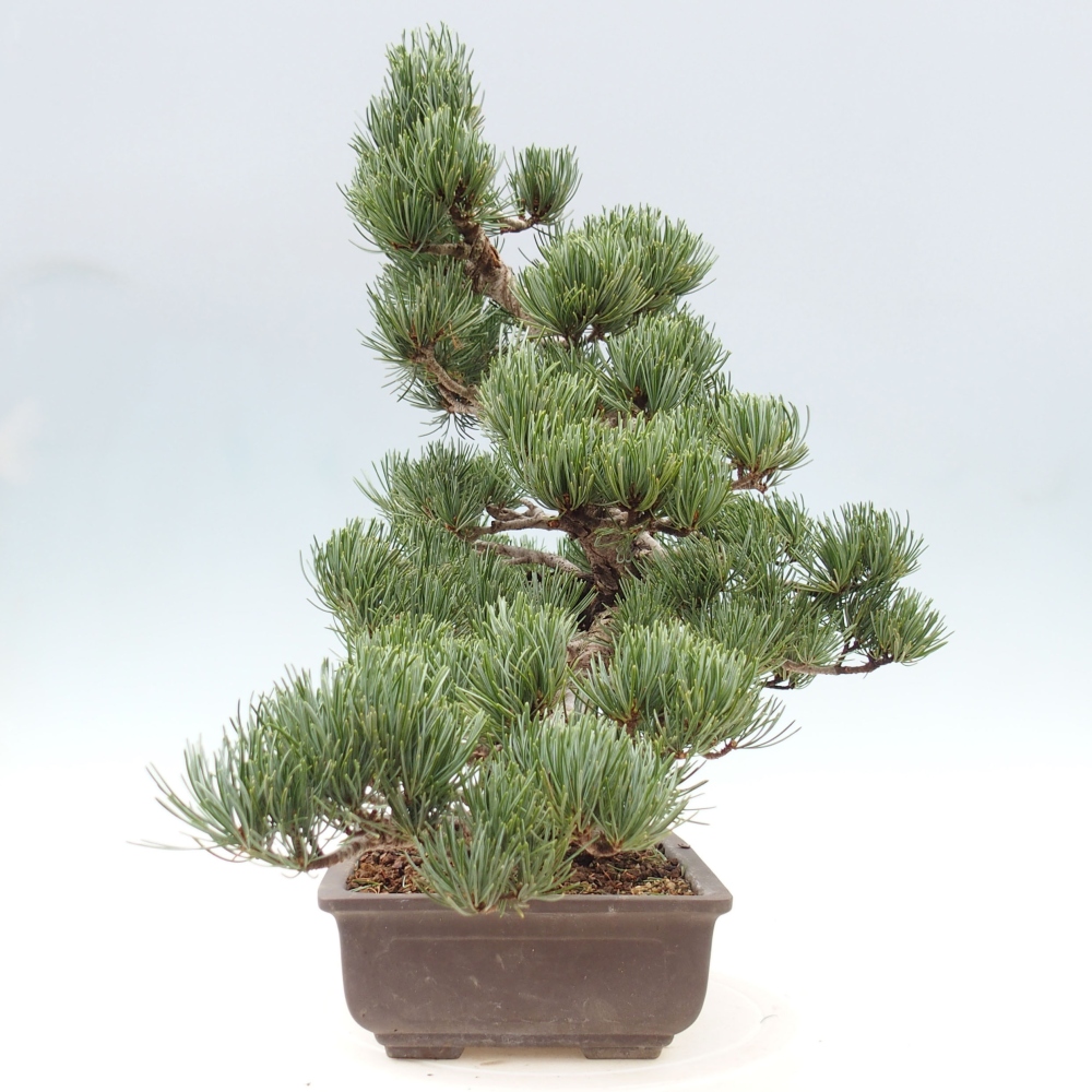 Venkovní bonsai - Pinus parviflora - Borovice drobnokvětá