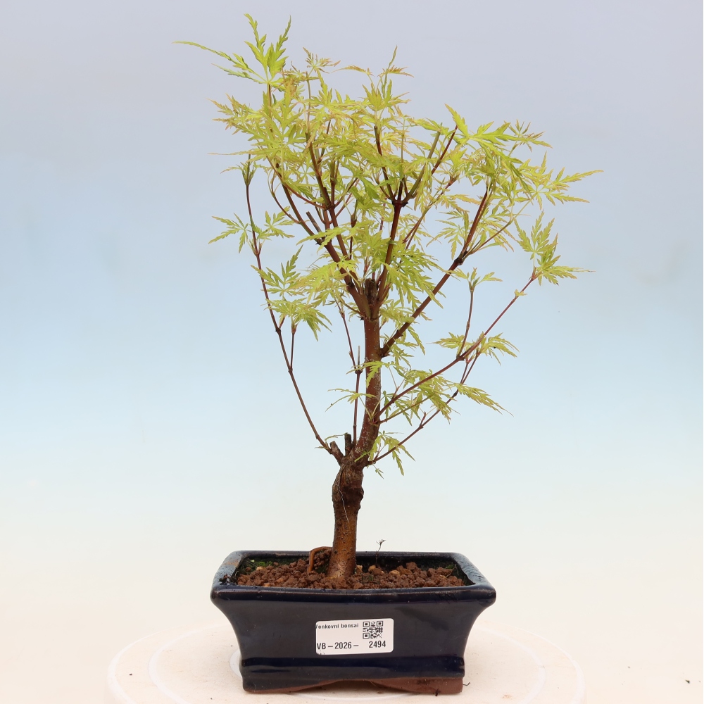 Venkovní bonsai - Acer palmatum Dissectum - Javor dlanitolistý 
