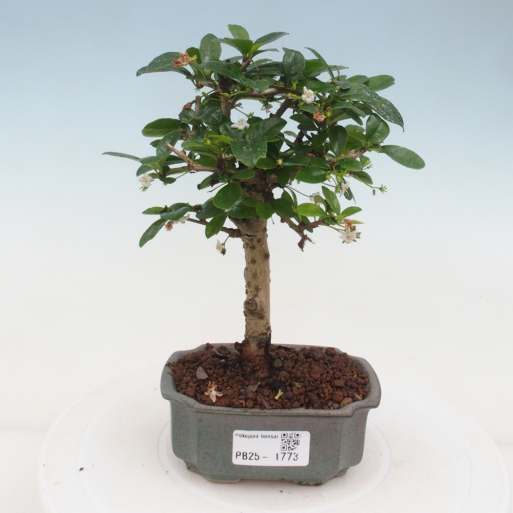Pokojová bonsai - Carmona macrophylla - Čaj fuki