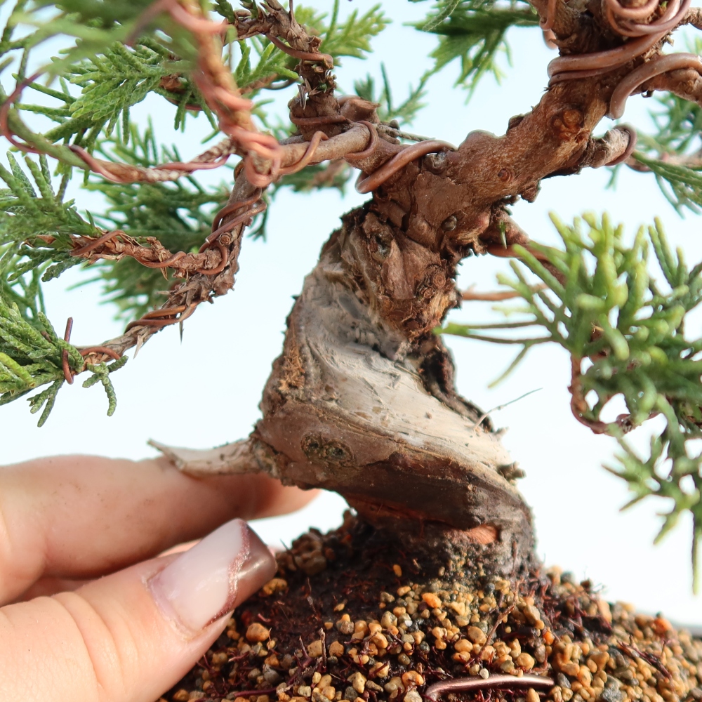 Venkovní bonsai - Juniperus chinensis Itoigawa -Jalovec čínský