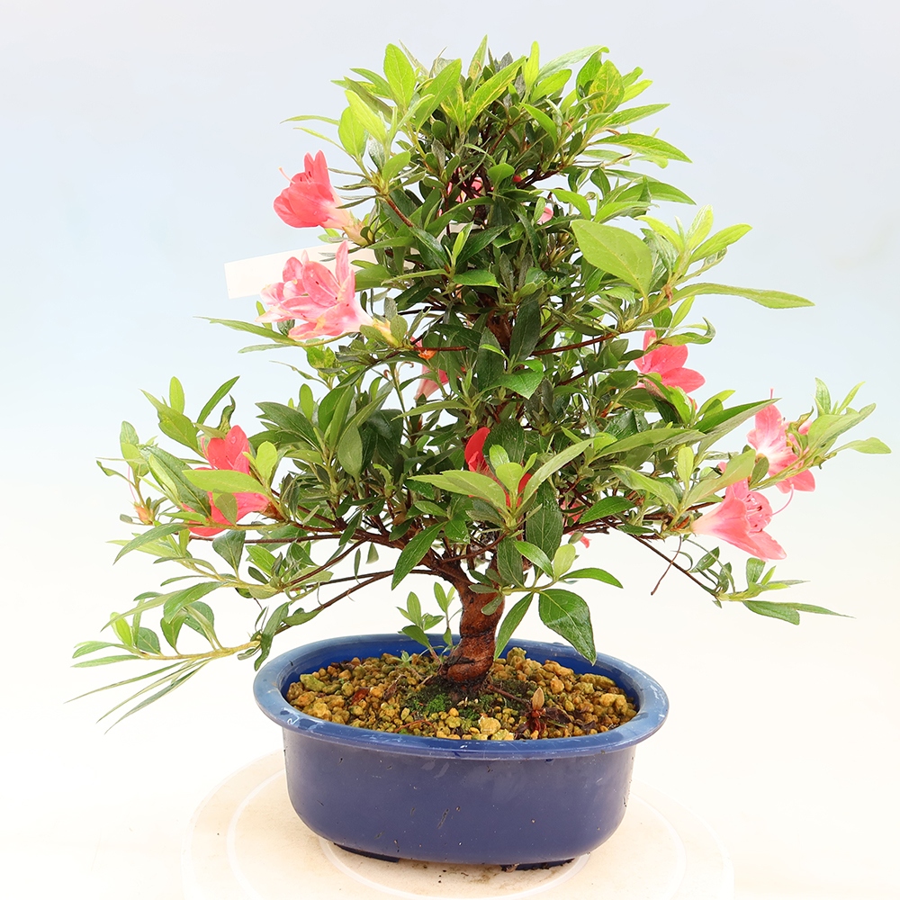 Venkovní bonsai - Japonská azalka - Azalea Beniko