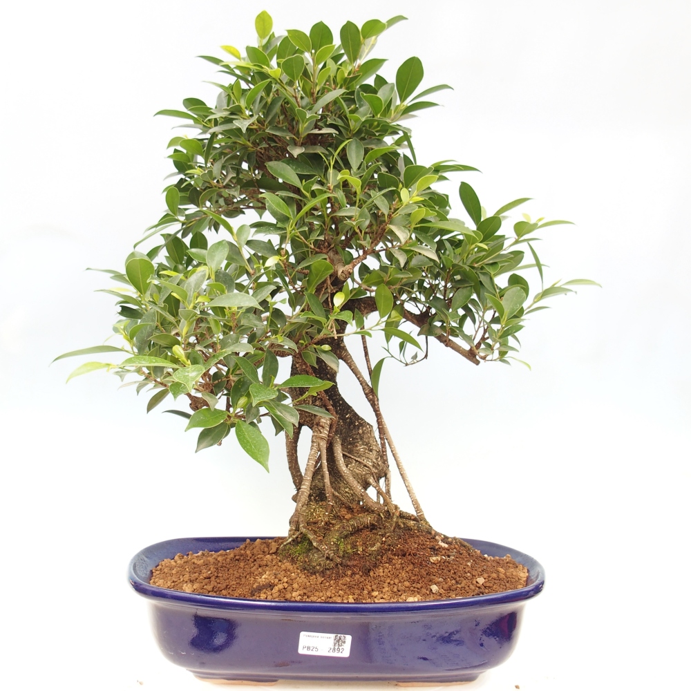 Pokojová bonsai - Ficus kimmen -  malolistý fíkus - POUZE OSOBNÍ ODBĚR nebo paletová přeprava
