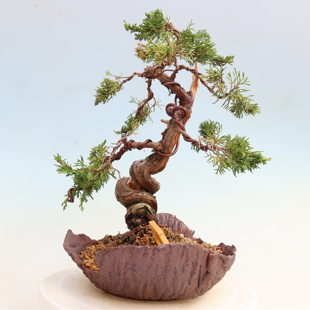 Venkovní bonsai - Juniperus chinensis Itoigawa-Jalovec čínský