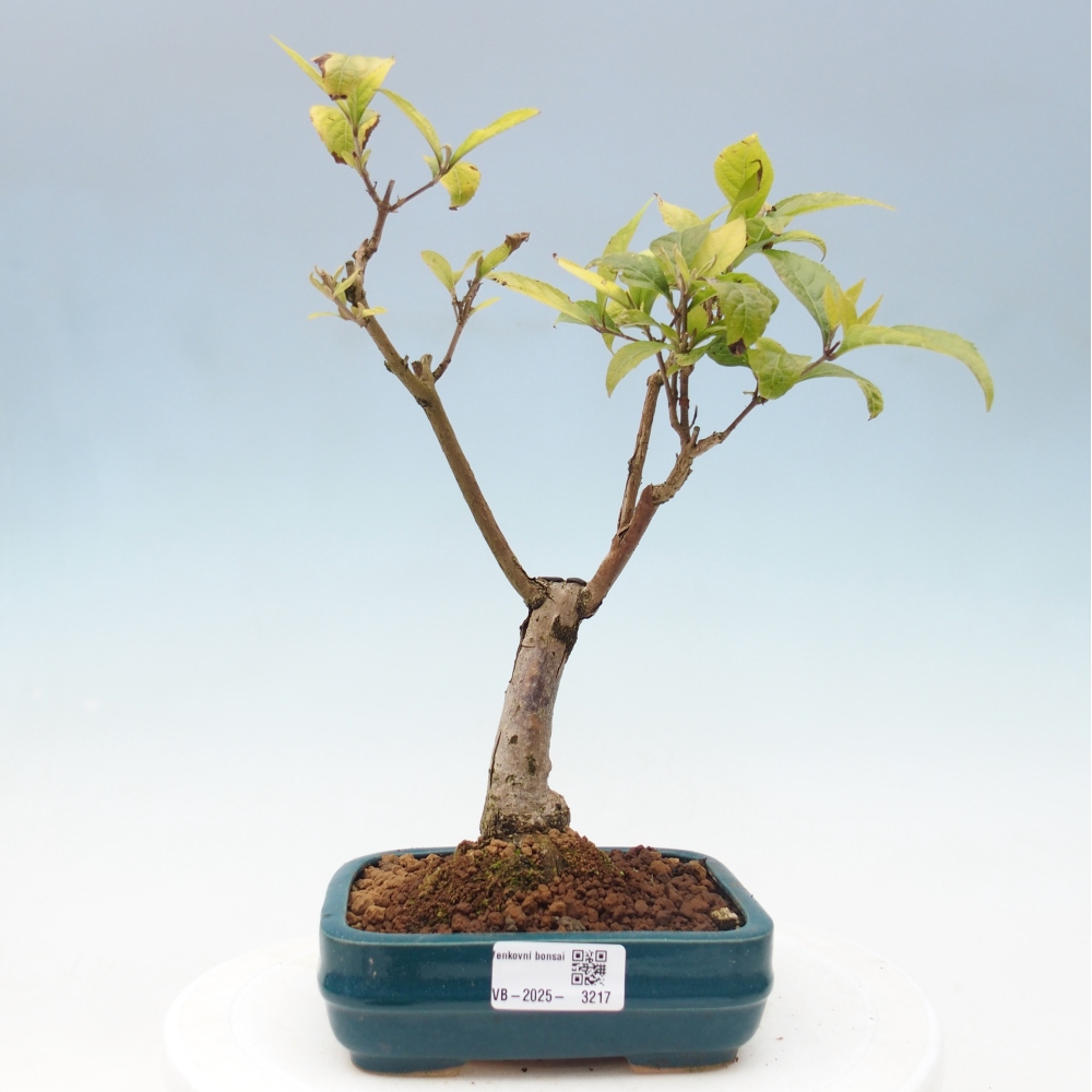 Venkovní bonsai - krásnoplodka - Callicarpa japonica