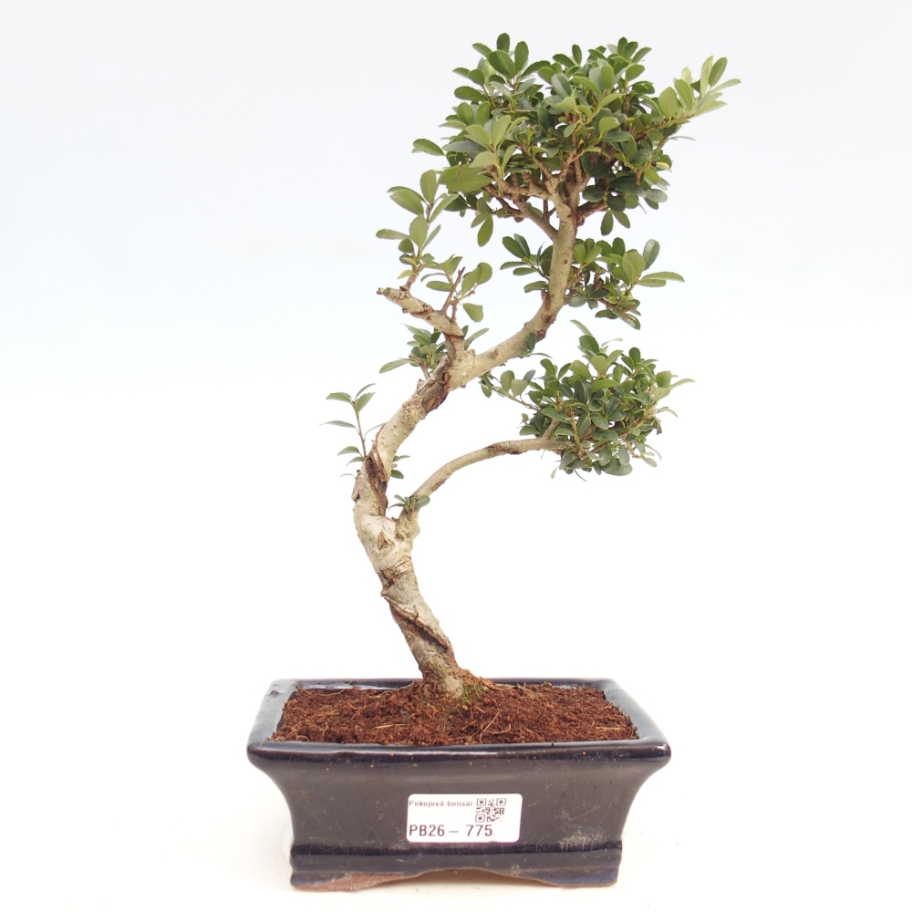 Pokojová bonsai - Ilex crenata - Cesmína