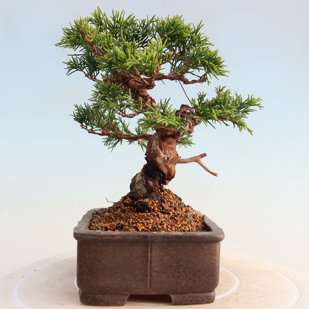 Venkovní bonsai - Juniperus chinensis Itoigawa -Jalovec čínský
