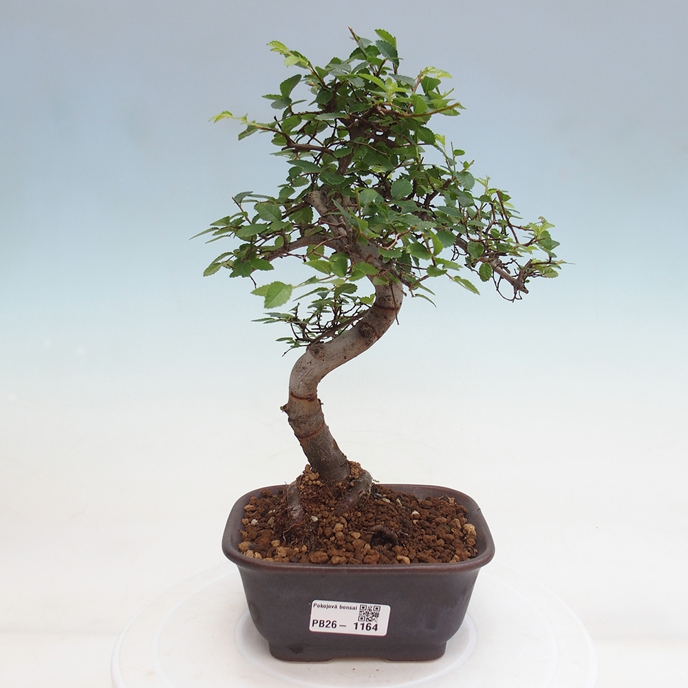 Pokojová bonsai - Ulmus parvifolia - Malolistý jilm