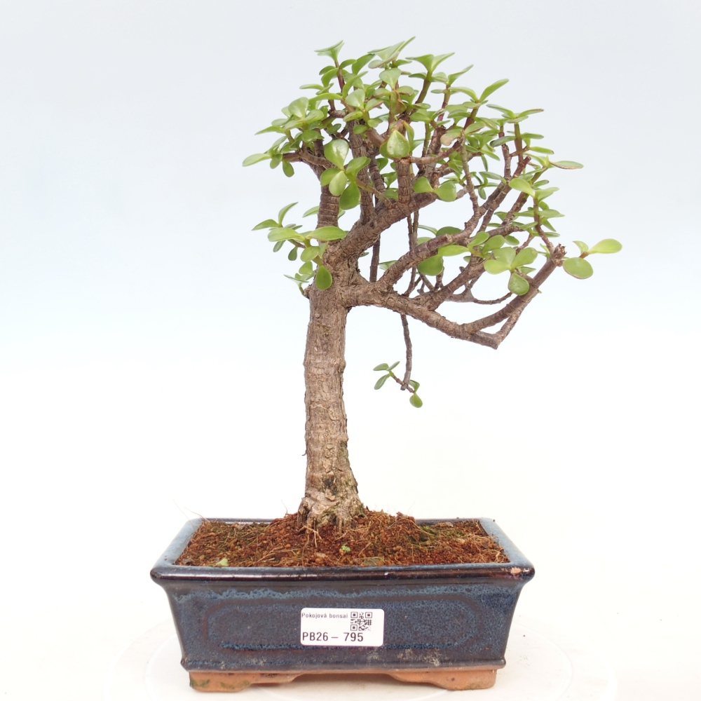 Pokojová bonsai - Portulakaria Afra - Tlustice