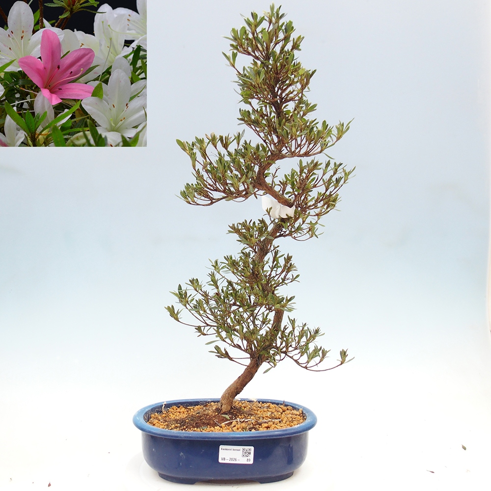Venkovní bonsai - Japonská azalka - Azalea Hakurin