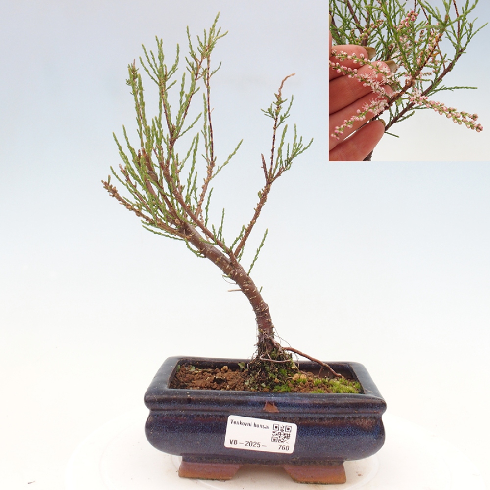 Venkovní bonsai - Tamaryšek - Tamarix