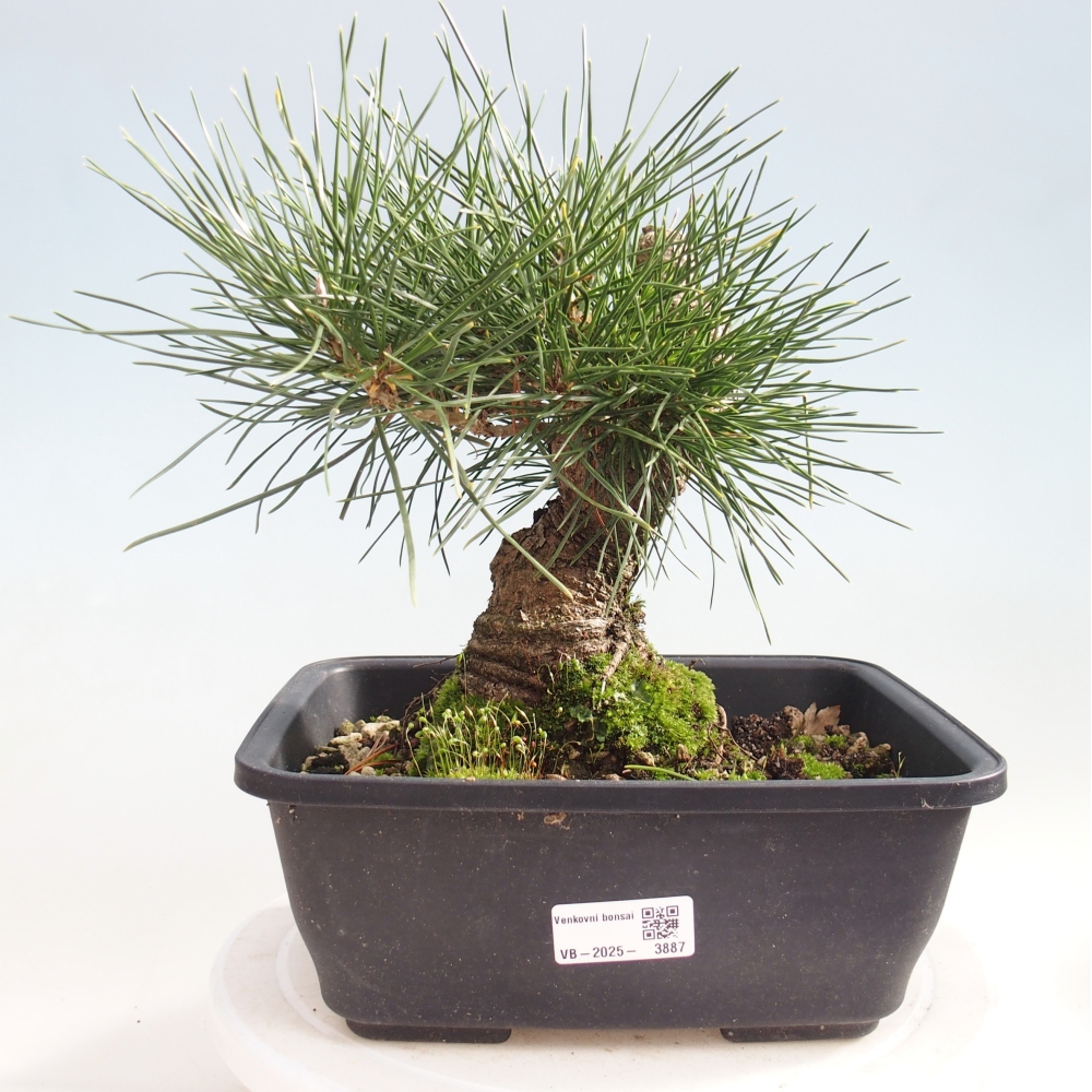 Venkovní bonsai - Pinus thunbergii - Borovice thunbergova