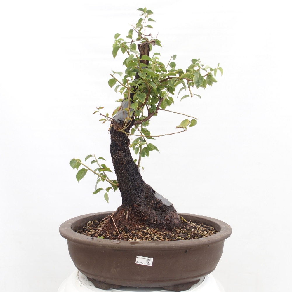 Venkovní bonsai - Mahalebka - Prunus mahaleb