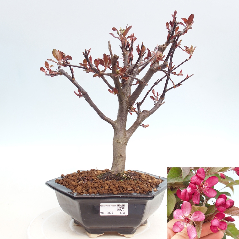 Venkovní bonsai -Malus domestica - Maloplodá jabloň červenolistá