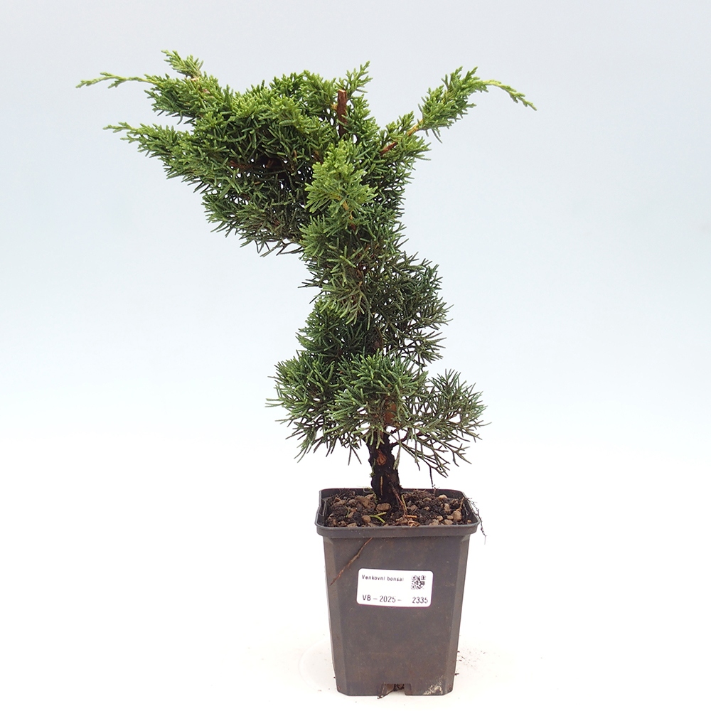 Venkovní bonsai - Juniperus chinensis Kishu -Jalovec čínský