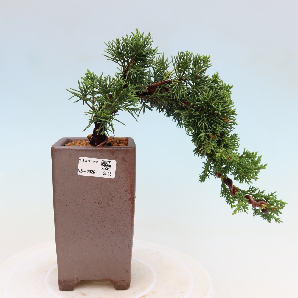 Venkovní bonsai - Juniperus chinensis Kishu -Jalovec čínský