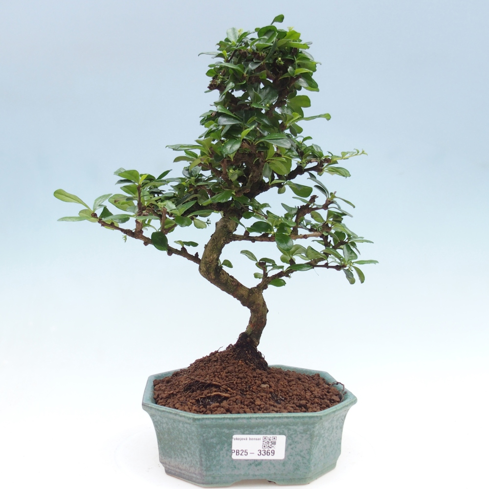 Pokojová bonsai - Carmona macrophylla - Čaj fuki