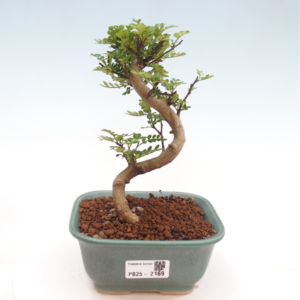 Pokojová bonsai -Ligustrum chinensis - Ptačí zob