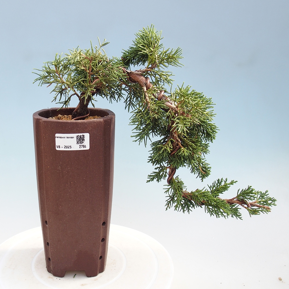 Venkovní bonsai - Juniperus chinensis Kishu -Jalovec čínský