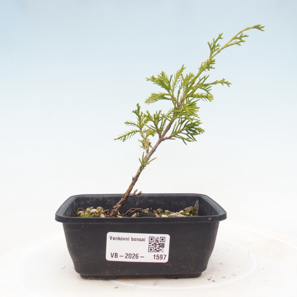 Venkovní bonsai - Juniperus chinensis Itoigawa -Jalovec čínský