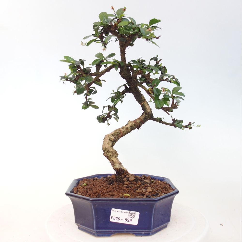 Pokojová bonsai - Carmona macrophylla - Čaj fuki