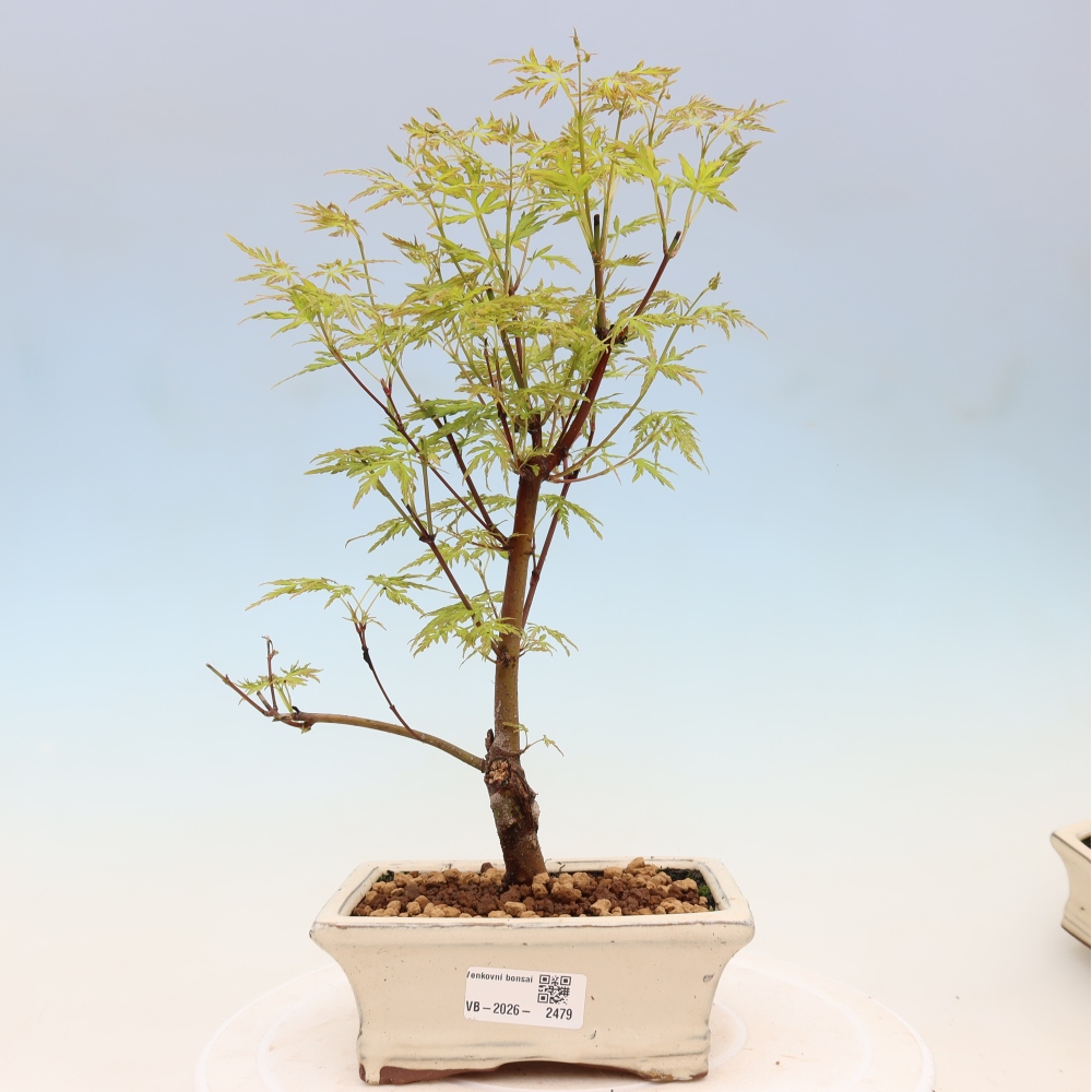 Venkovní bonsai - Acer palmatum Dissectum - Javor dlanitolistý 