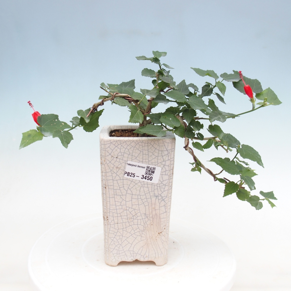 Pokojová bonsai - Malvaviscus arboreus - ibiškovec dřevnatý