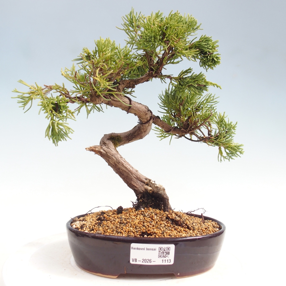 Venkovní bonsai - Juniperus chinensis Kishu -Jalovec čínský