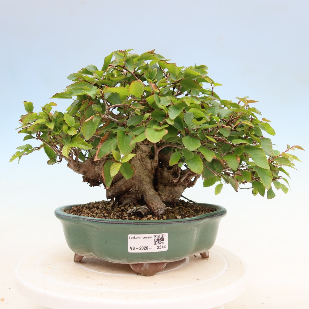 Venkovní bonsai -Carpinus Coreana - Habr korejský