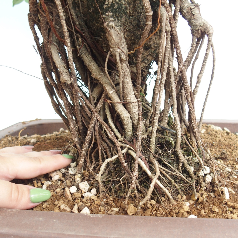 Pokojová bonsai - Ficus kimmen -  malolistý fíkus - POUZE OSOBNÍ ODBĚR nebo paletová přeprava