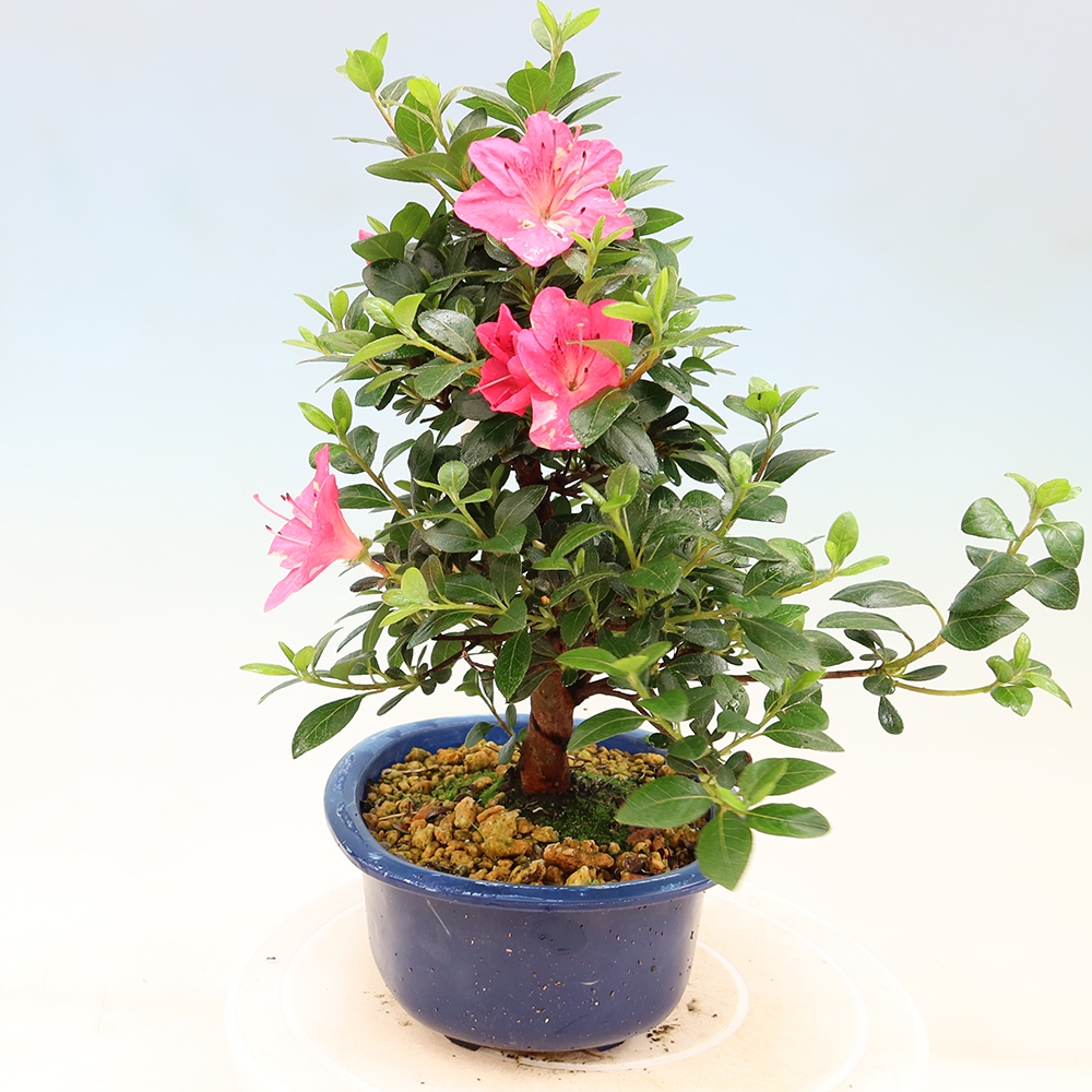 Venkovní bonsai - Japonská azalka - Azalea Kobai