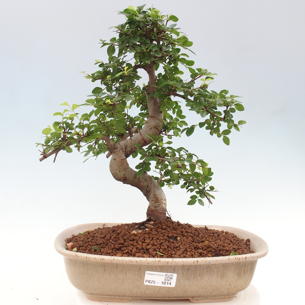 Pokojová bonsai - Ulmus parvifolia - Malolistý jilm