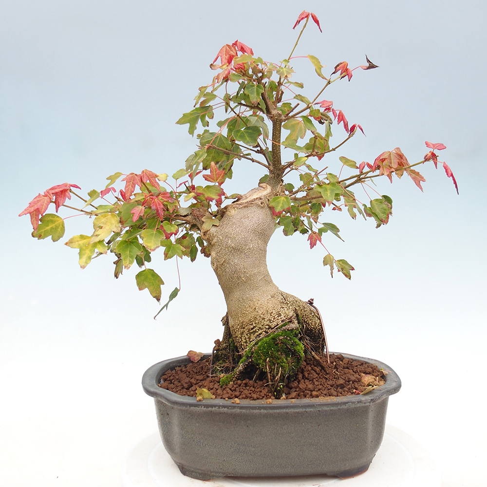 Venkovní bonsai - Acer Buergerianum - Javor Burgerův