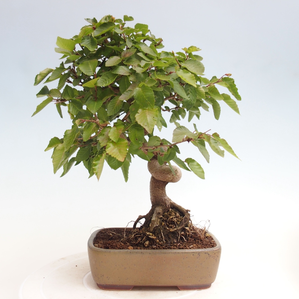 Venkovní bonsai -Carpinus CARPINOIDES - Habr korejský