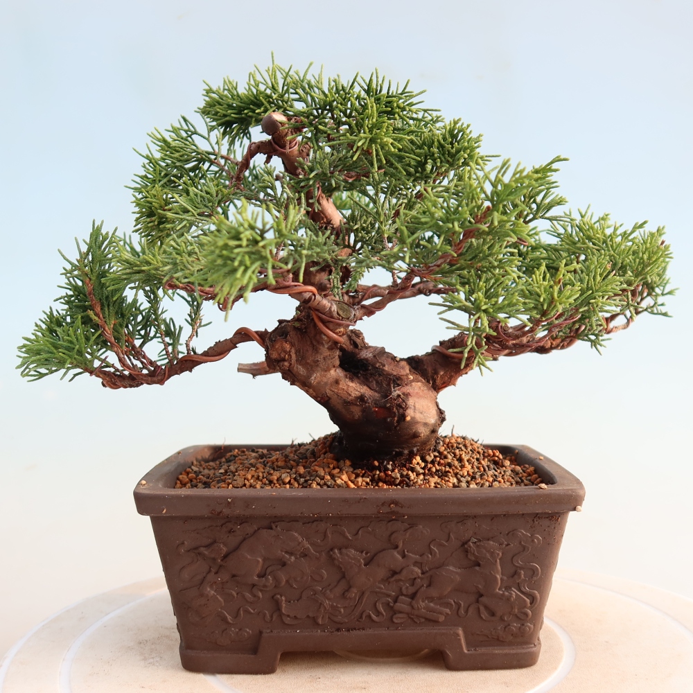 Venkovní bonsai - Juniperus chinensis Itoigawa -Jalovec čínský